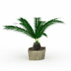 Plantas de palma en macetas pequeñas al aire libre