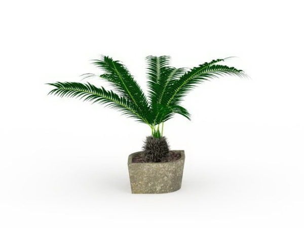 Plantas de palma en macetas pequeñas al aire libre