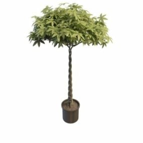 Indoor Pachira Money Tree 3d model