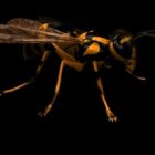 Animal Paper Wasp