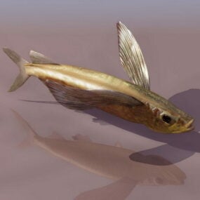 โมเดล 3 มิติของปลาบินทะเล Parexocoetus