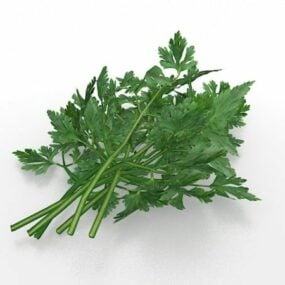 Parsley Herb Vegetable 3d model