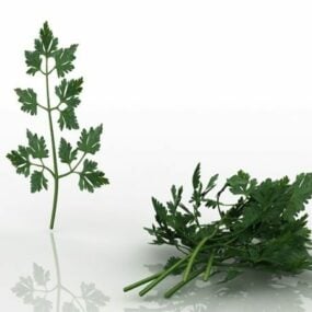 Nature Parsley Leaves Vegetable 3d model