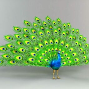 Wild Peacock Displaying Feathers 3d model