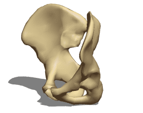 解剖骨盆骨3d模型