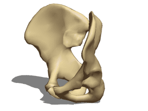 解剖学骨盤骨フリー3dモデル 3ds Obj Open3dmodel