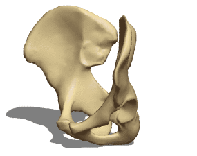 3D model anatomie kostry pánve