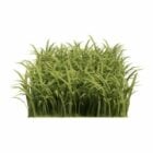 Plant Piece Of Grass
