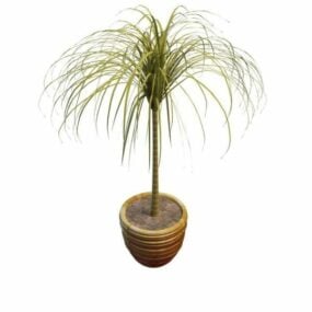 3д модель комнатного растения "Конский хвост" - бутылочная пальма