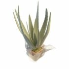 Aloe Vera Plant In Pot