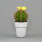 Office Potted Cactus Plant