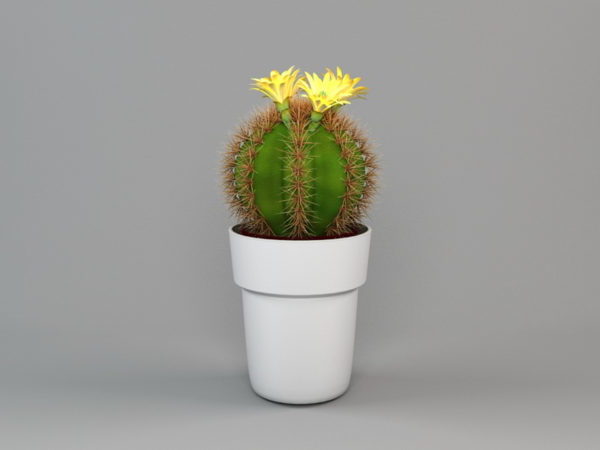 Planta de cactus en maceta de oficina