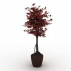 Indoor Potted Japanese Maple Tree