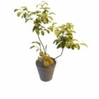 Potted Apricot Indoor Plant