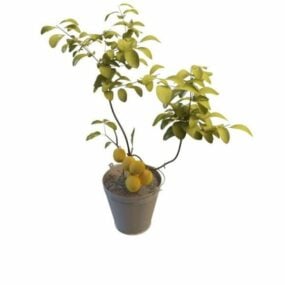 Potted Apricot Indoor Plant 3d model
