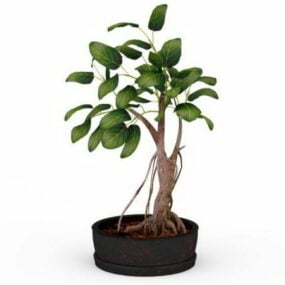Indoor Potted Bonsai Tree 3d model