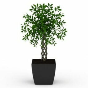 Indoor Potted Braided Plant 3d model