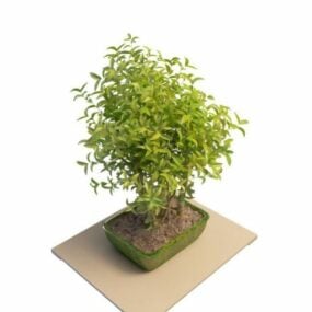 Krukväxt Camellia Plant 3d-modell