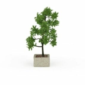 Cypress Tree Indoor Pot 3d model
