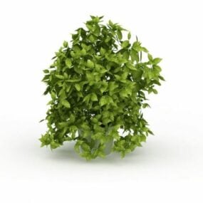 Potted Evergreen Indoor Tree 3d model