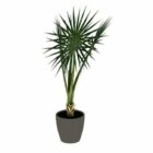 Indoor Potted Fan Palm Tree