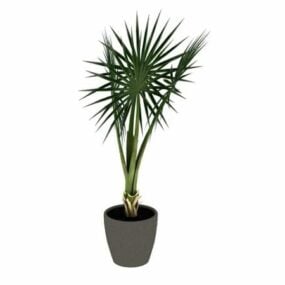 Indoor Potted Fan Palm Tree 3d model