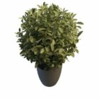 Potted Ficus Plant Tree