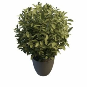 Modello 3d dell'albero della pianta di Ficus in vaso