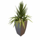 Indoor Potted Gladiolus Plant