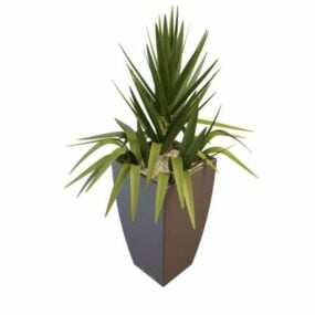 Indoor Potted Gladiolus Plant 3d model
