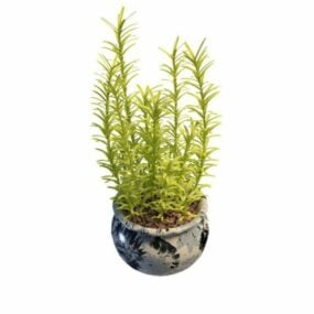 Plantes herbacées d'intérieur en pot modèle 3D