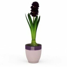 Indoor Potted Hyacinth Plant 3d model
