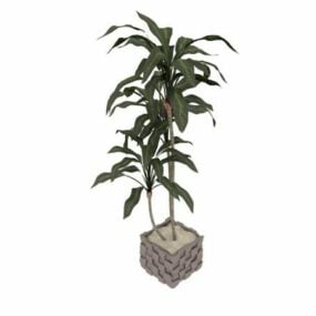 Potted Indoor Trees 3d model
