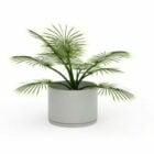 Small Potted Palm Indoor Plants