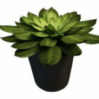 Indoor Office Potted Succulent Plant