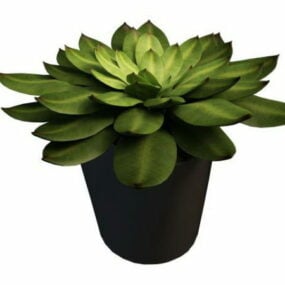 Indoor-Büro-Topf-Sukkulentenpflanze 3D-Modell