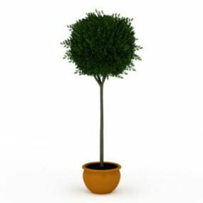 Indoor Potted Topiary Tree 3d model
