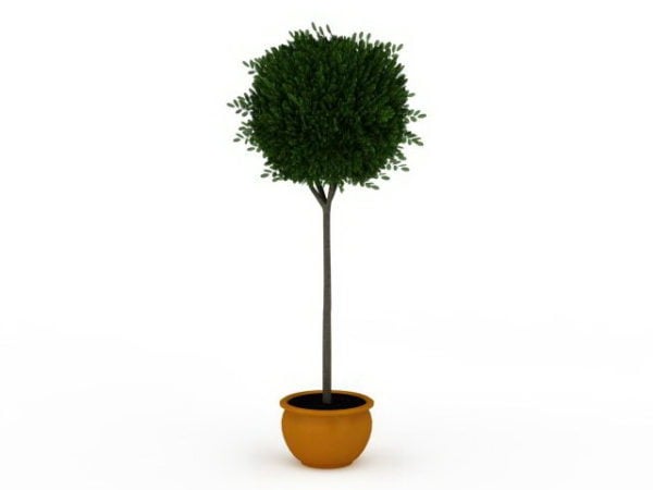 Eingemachter Topiary-Innenbaum