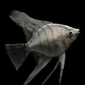 Тварина Прісноводна риба-ангел 3d модель