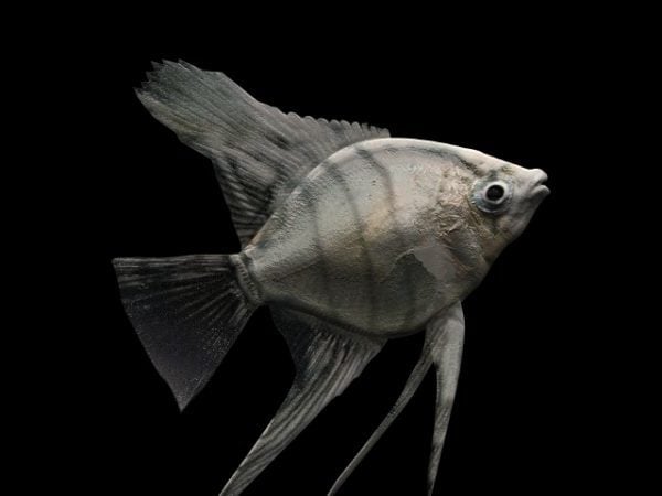 Animal Freshwater Angelfish Free 3d Model - .Max, .Vray - Open3dModel
