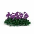 Plantes à fleurs violettes