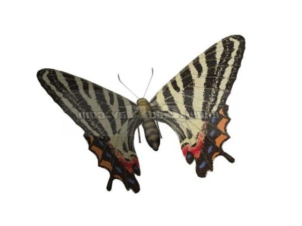 动物Puziloi Luehdorfia蝴蝶