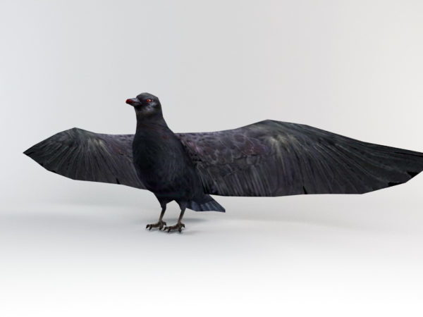 Wild Raven Bird