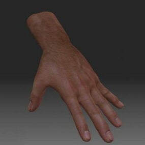 Anatomy Realistic Male Hand 3d model