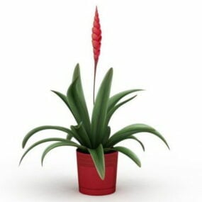 Indoor Red Potted Hyacinth 3d model
