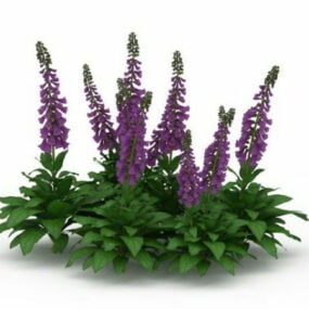 نموذج ثلاثي الأبعاد لزهرة سالفيا ديفينوروم للنباتات الخارجية