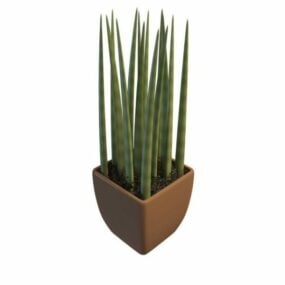 Sansevieria Cylindrica indendørs plante 3d-model