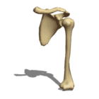 Anatomy Shoulder Bone