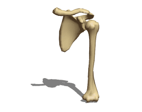 Anatomía del hueso del hombro modelo 3d