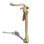 Anatomy Shoulder Bones